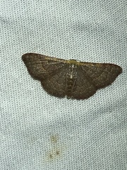 Leptostales pannaria