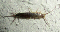 Lepismatidae