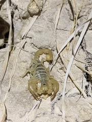 Paruroctonus