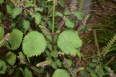 Perilla frutescens