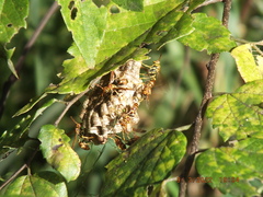 Mischocyttarus mexicanus cubicola