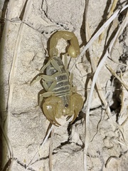 Paruroctonus