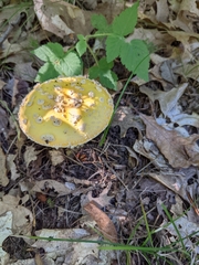 Amanita muscaria