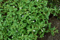 Limnophila aromatica
