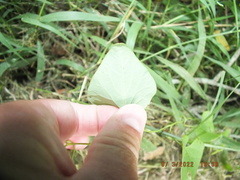 Aristolochia