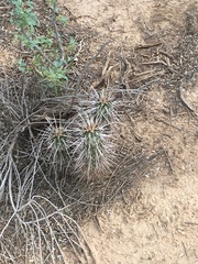 Echinocereus engelmannii engelmannii