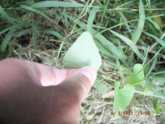 Aristolochia