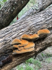 Inonotus hispidus