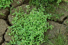 Limnophila aromatica