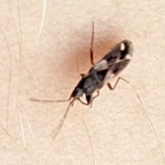 Eremocoris