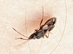 Eremocoris
