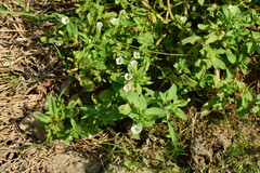 Limnophila aromatica