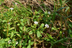 Limnophila aromatica