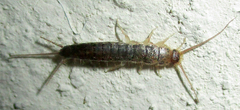 Lepismatidae