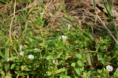 Limnophila aromatica