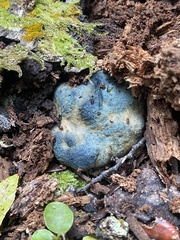 Rossbeevera pachydermis