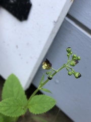 Scrophularia lanceolata