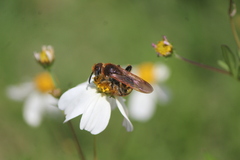 Xanthocampsomeris limosa