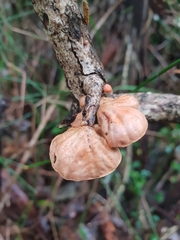 Anthracophyllum archeri