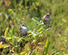 Rabdophaga strobiloides