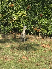 Gorsachius melanolophus