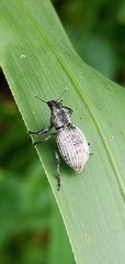 Entiminae