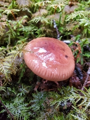 Tricholoma pessundatum