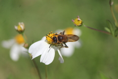 Xanthocampsomeris limosa