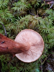 Tricholoma pessundatum
