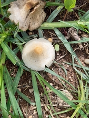 Chlorophyllum hortense