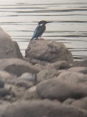 Alcedo atthis bengalensis