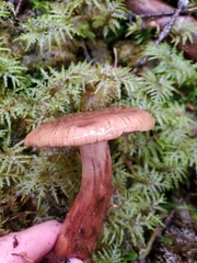 Tricholoma pessundatum
