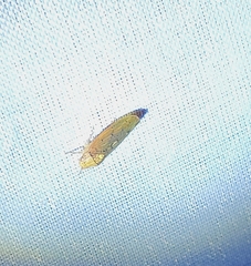Ponana quadralaba