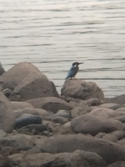 Alcedo atthis bengalensis