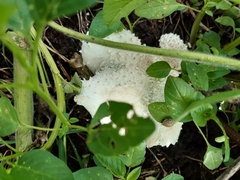 Chlorophyllum hortense