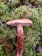 Tricholoma pessundatum