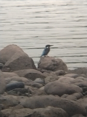 Alcedo atthis bengalensis