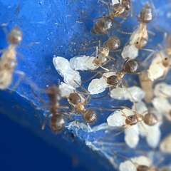 Nylanderia