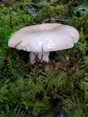 Russula stuntzii