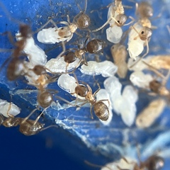 Nylanderia