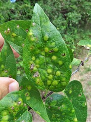 Pachypsylla celtidisvesicula