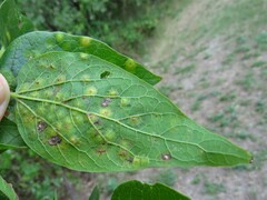 Pachypsylla celtidisvesicula
