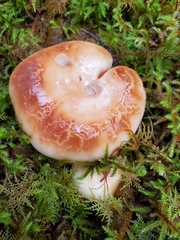 Russula crassotunicata