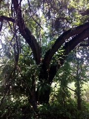 Bocconia arborea