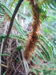 Dryopteridaceae