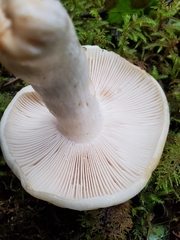Russula crassotunicata
