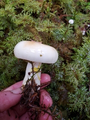 Russula crassotunicata