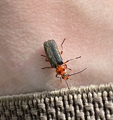 Atalantycha bilineata