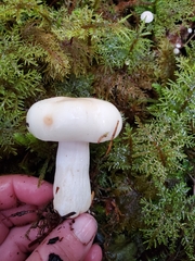 Russula crassotunicata