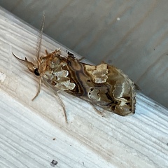 Plusiodonta compressipalpis